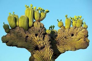 dac-diem-cua-xuong-rong-Saguaro