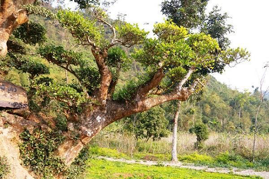 Hình ảnh cây duối lâu năm trong tự nhiên
