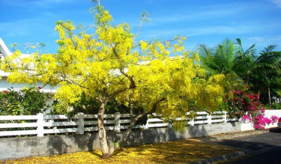 Cây hoa bò cạp vàng được trồng để trang trí cảnh quan