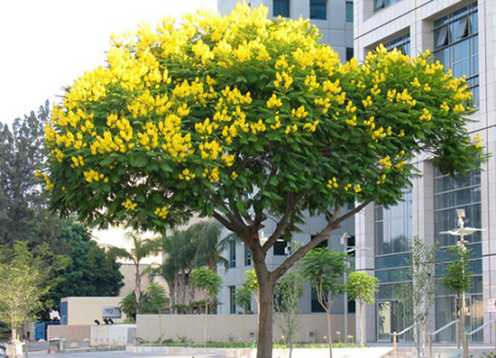 Cây giáng hương Là cây công trình tiêu điểm trong năm 2022
