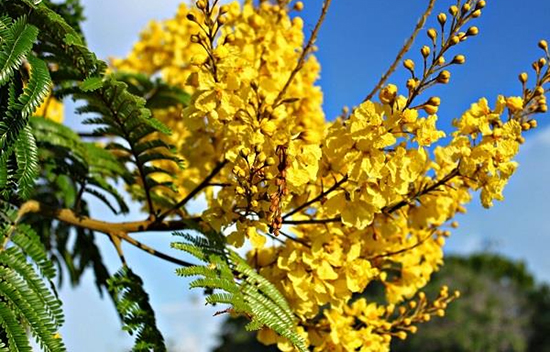 Hoa cây lim xẹt vàng nhuộm trong nắng
