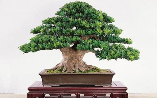 Cây tùng la hán bonsai trong nhà