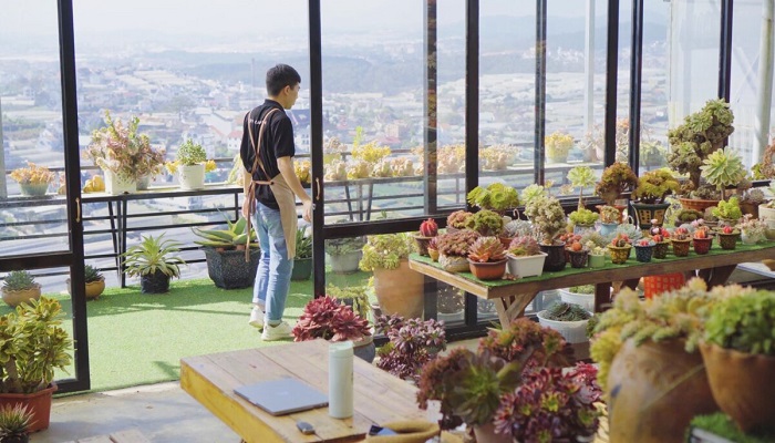 Cách Trồng Sen Đá Lên Màu Đẹp Tự Nhiên Từ Người Chơi Cây Lâu Năm