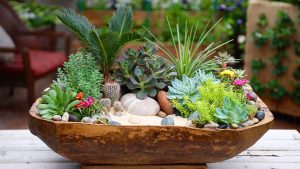 Những loại sen đá trồng trong nhà đẹp, dễ sống và ý nghĩa phong thủy