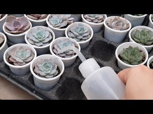 Sen Đá Có Cần Tưới Nước Không? Hướng Dẫn Chăm Sóc Sen Đá Đúng Cách