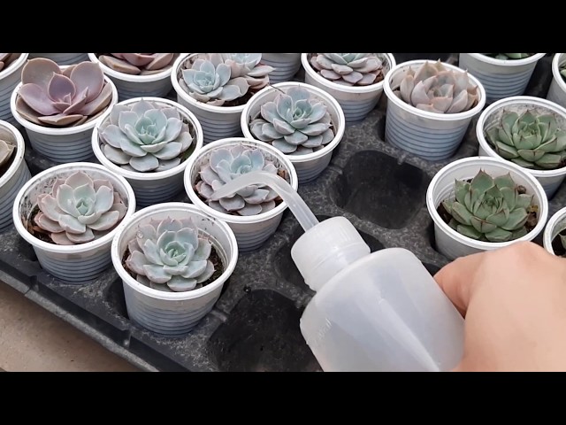 Sen Đá Có Cần Tưới Nước Không? Hướng Dẫn Chăm Sóc Sen Đá Đúng Cách