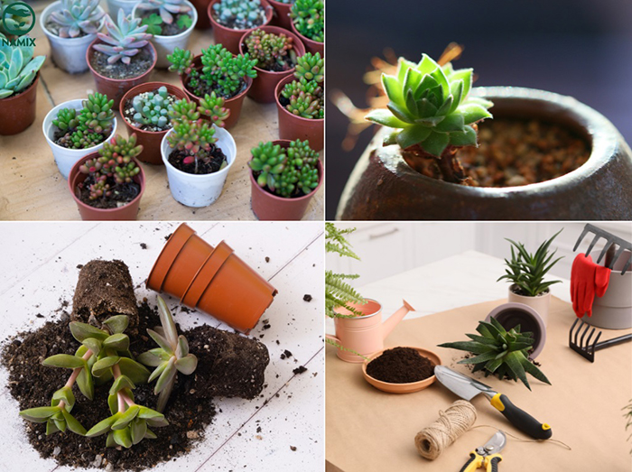 Các bước thay chậu cho sen đá đúng cách