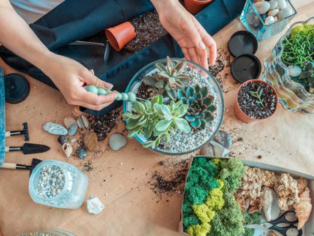 Chuẩn bị đất trồng sen đá – bước quan trọng không thể bỏ qua